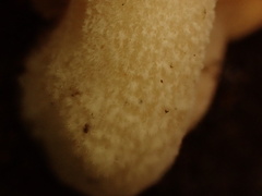 Pleurotus levis