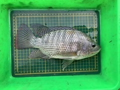 Oreochromis