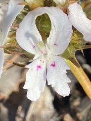 Stylidium crossocephalum
