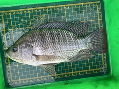 Oreochromis