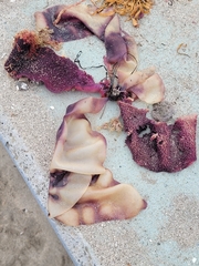 Chondracanthus exasperatus