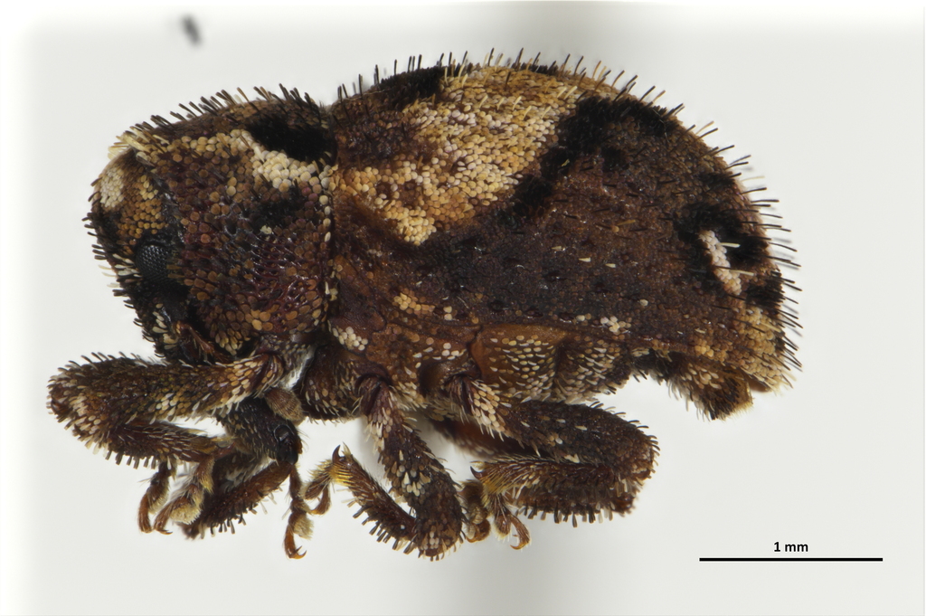 Clypeolus signatus