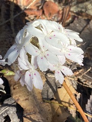 Stylidium crossocephalum