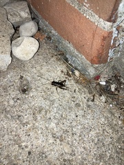 Eunemobius carolinus