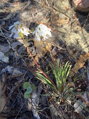 Stylidium crossocephalum