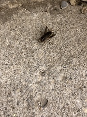 Eunemobius carolinus