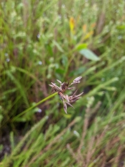 Schoenus brevifolius