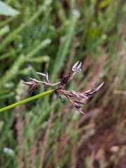 Schoenus brevifolius