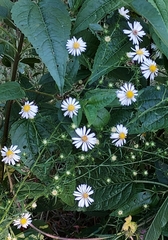 Symphyotrichum pilosum pilosum