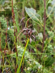 Schoenus brevifolius