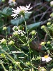 Symphyotrichum pilosum pilosum