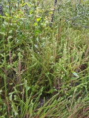 Schoenus brevifolius