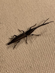 Nemocephalus monilis