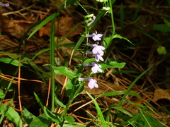 Lobelia elongata