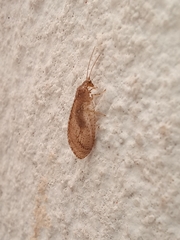 Nusalala tessellata