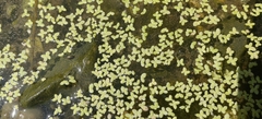 Lemna turionifera