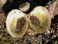 Clinocardium nuttallii