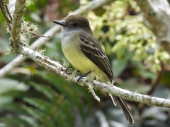 Myiarchus cephalotes