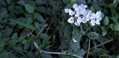 Lantana