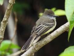 Myiarchus cephalotes