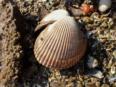 Clinocardium nuttallii