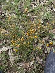 Pultenaea parviflora