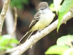 Myiarchus cephalotes