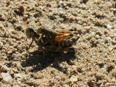 Melanoplus lakinus