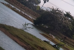 Pelecanus philippensis