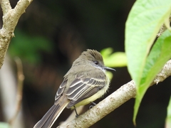 Myiarchus cephalotes