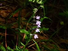 Lobelia elongata