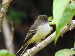 Myiarchus cephalotes