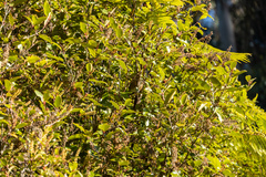 Pterophylla racemosa