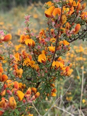 Pultenaea parviflora