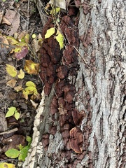Punctularia strigosozonata