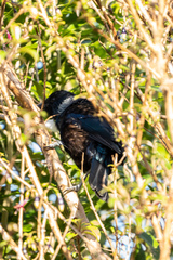 Prosthemadera novaeseelandiae novaeseelandiae