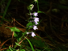 Lobelia elongata