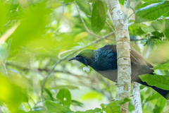 Prosthemadera novaeseelandiae novaeseelandiae