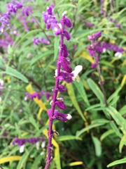 Salvia leucantha