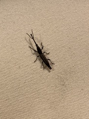 Nemocephalus monilis