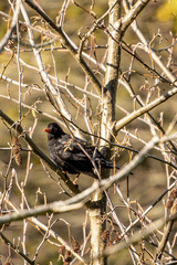 Turdus merula merula