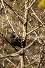 Turdus merula merula