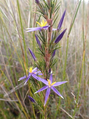 Calectasia intermedia