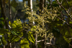 Brachyglottis repanda