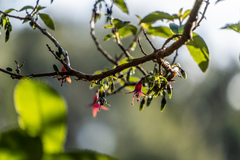Fuchsia excorticata