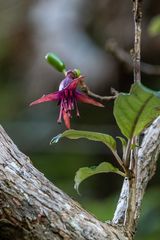 Fuchsia excorticata