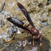 Ringed Paper Wasp - Photo (c) Sam Kieschnick, some rights reserved (CC BY), uploaded by Sam Kieschnick