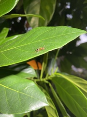 Camponotus