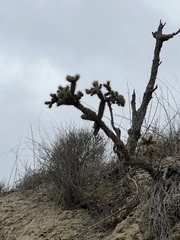 Cylindropuntia