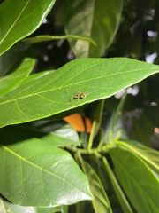 Camponotus